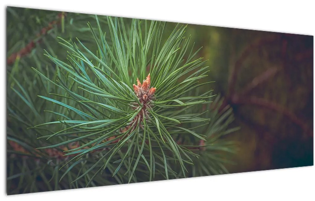 Obraz - Detail borovice (120x50 cm)