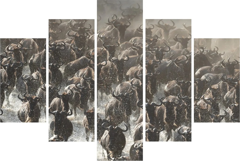 Obraz - Stádo pakoňov (150x105 cm)