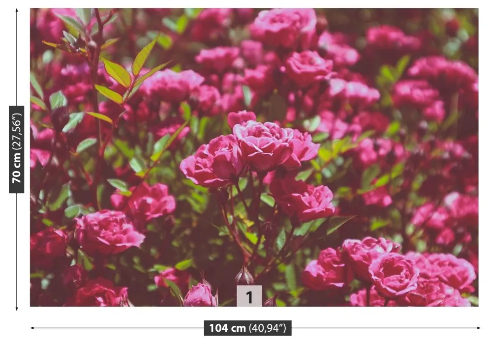Fototapeta Vliesová Ružové ruže 208x146 cm