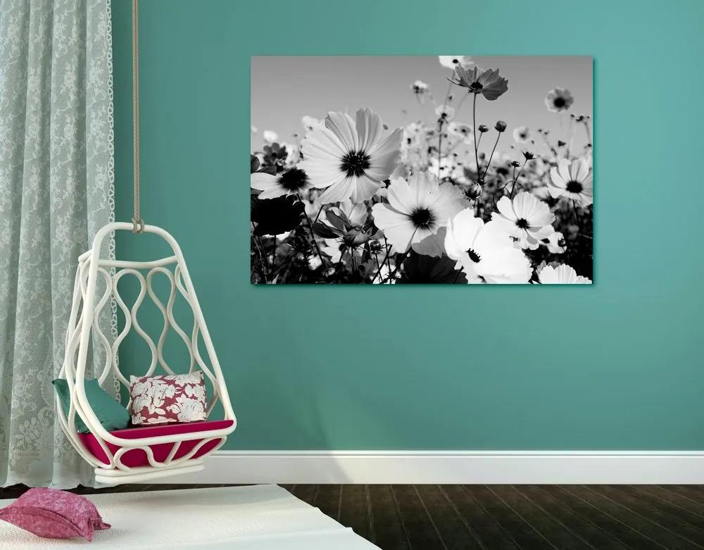Obraz lúka jarných kvetov v čiernobielom prevedení Varianta: 120x80