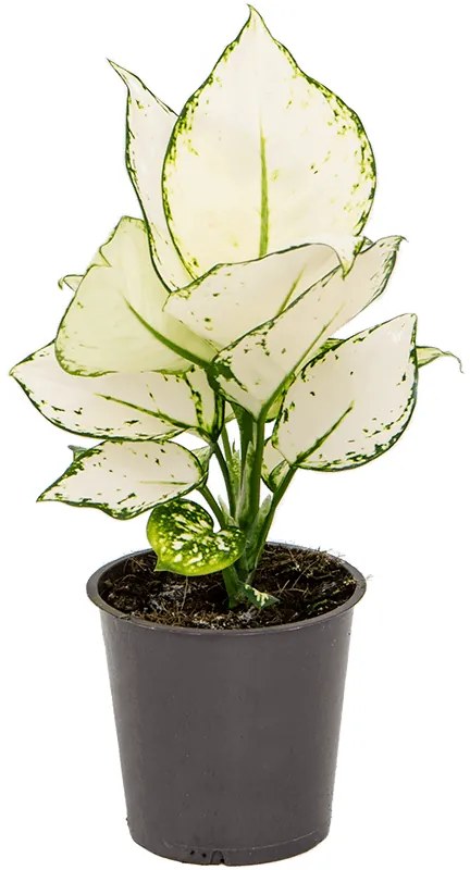 Aglaonema 'White Joy' 12x30 cm