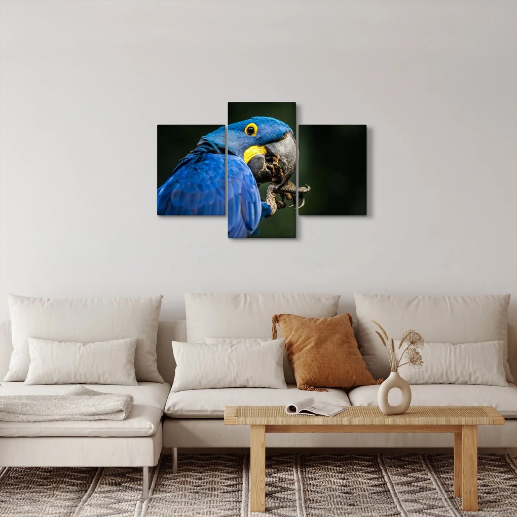 Obraz papagája (90x60 cm)