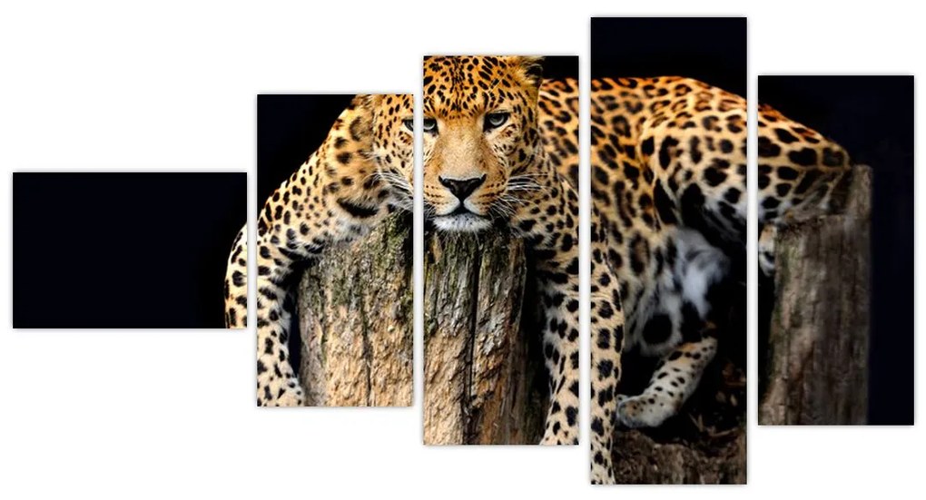 Leopard, obraz