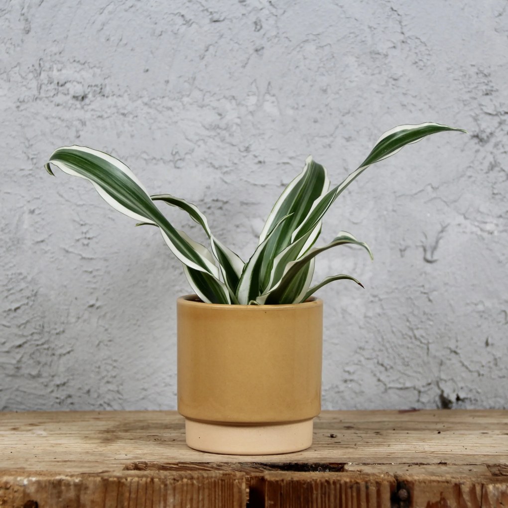 Dracaena deremensis compacta White Jewel baby
