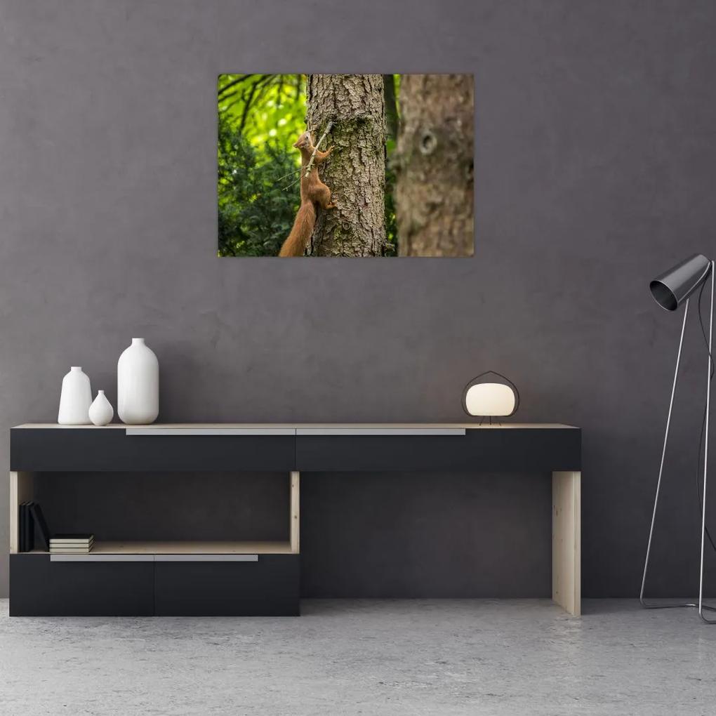 Sklenený obraz - Veverička (70x50 cm)