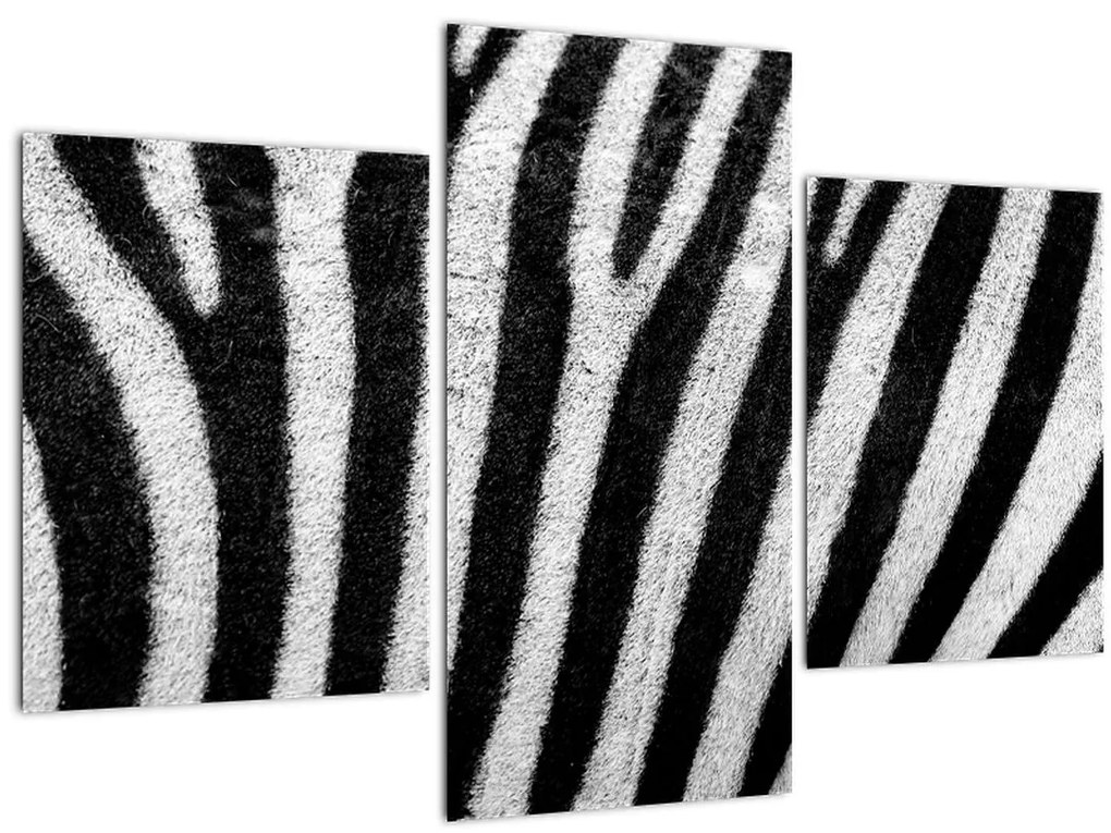 Obraz kože zebry (90x60 cm)