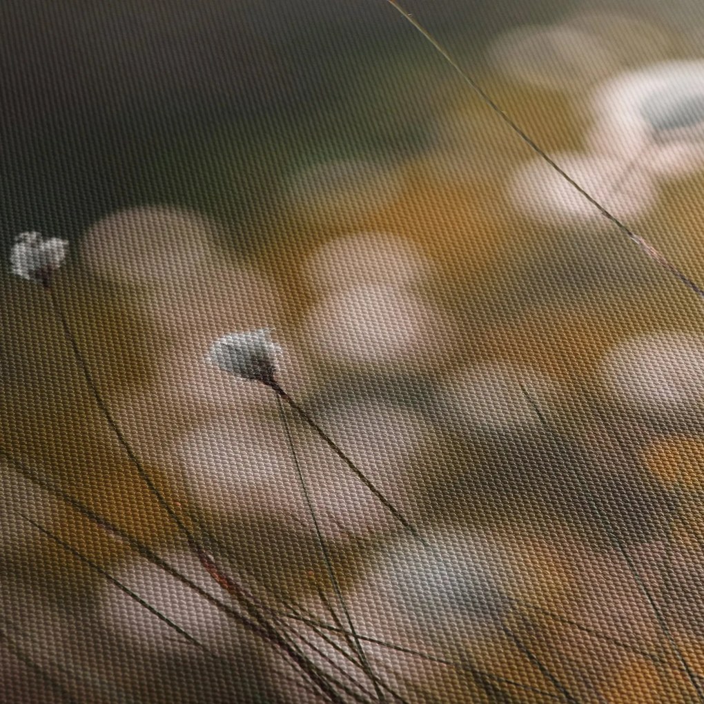 Obraz - Lúka s cottongrass N⁰2 (90x60 cm)