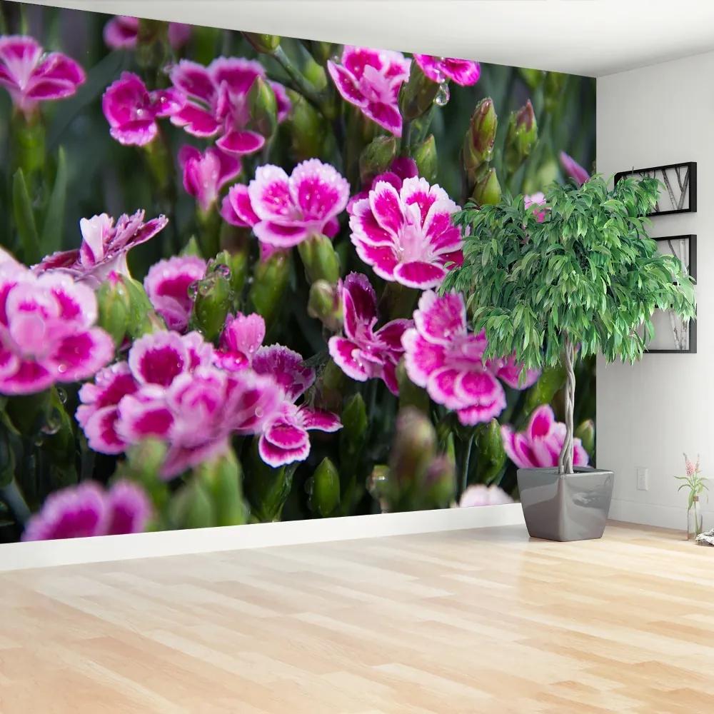 Fototapeta Vliesová Ružové kvety 312x219 cm