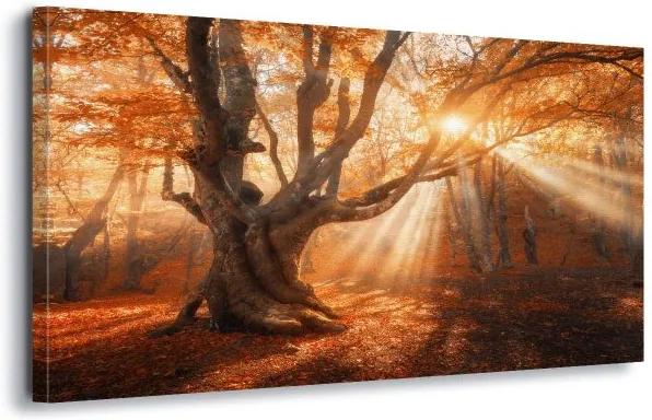 GLIX Obraz na plátne - Autumn Magic 60x40 cm