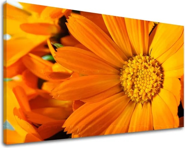 Obraz na stenu KVETY KV015E11 - 60x90 cm