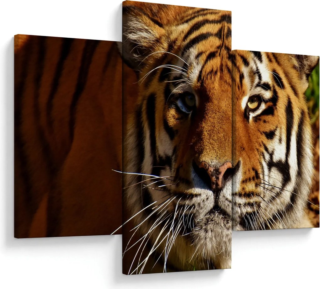 Obraz tigra (90x60 cm)