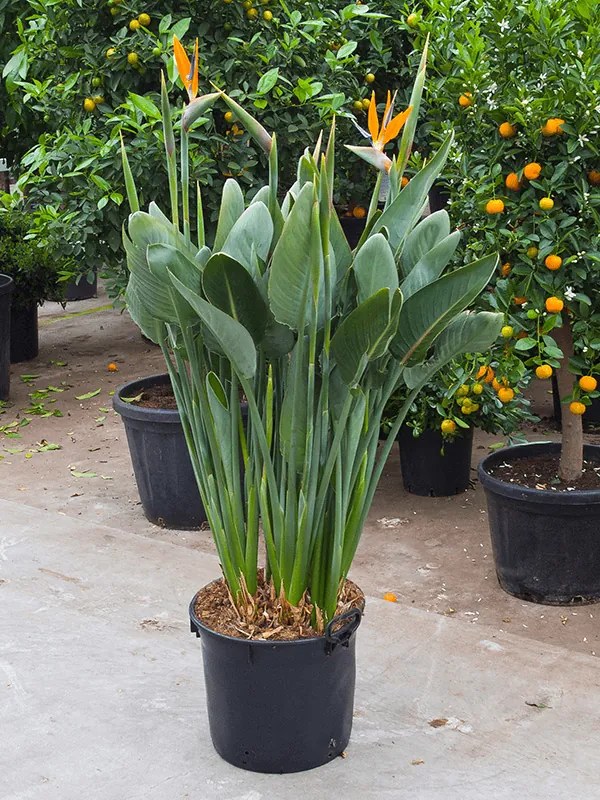 Strelitzia Reginae tuft (with flower) s kvetmi 40x160 cm