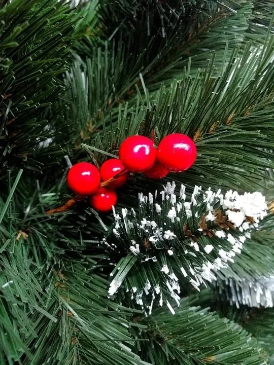 Limpol Borovica Iza s červenými bobuľami 1,80 m