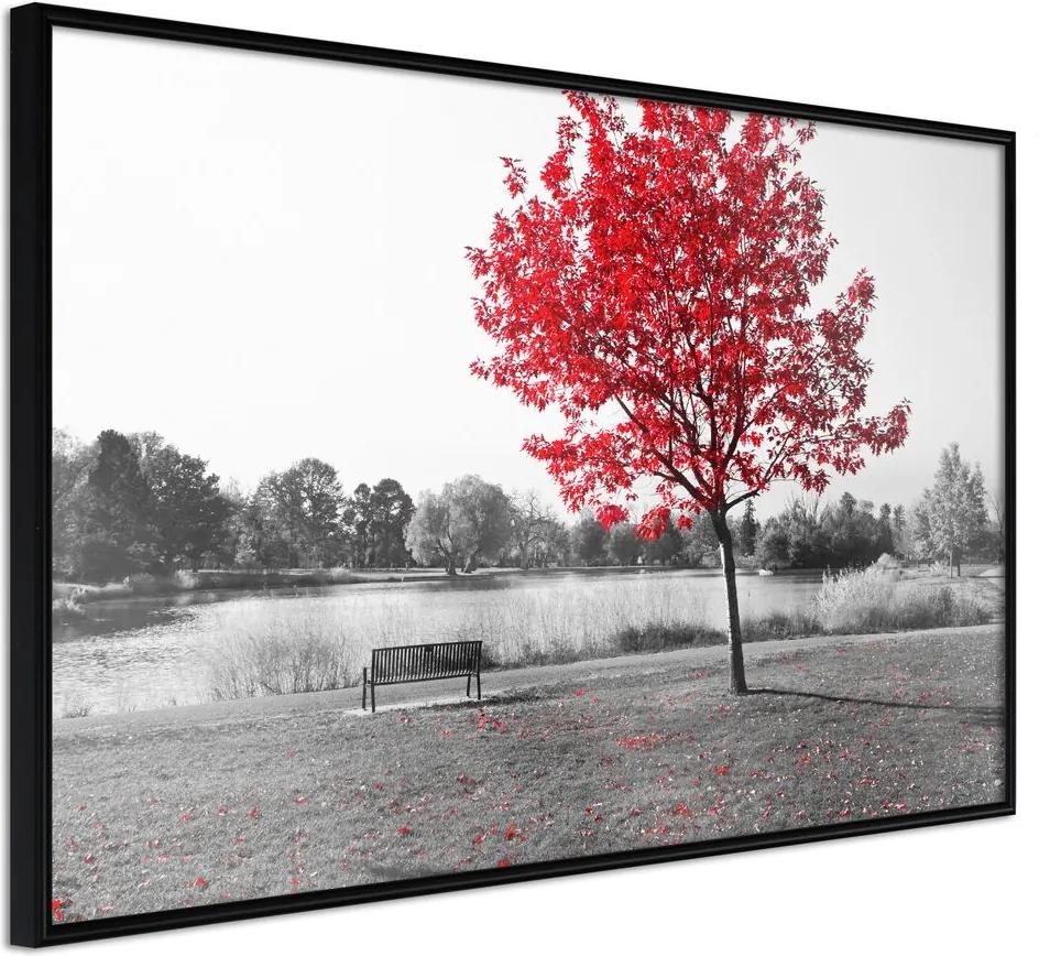 Plagát červený strom v parku - Autumn Colours