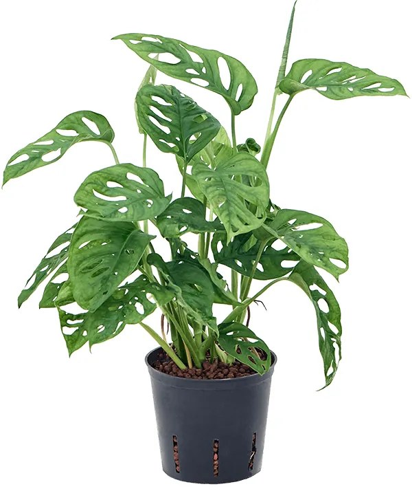 Monstera obliqua Hanging plant 13/12 výška 40 cm