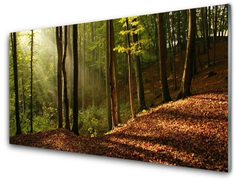 Skleneny obraz Les stromy príroda 120x60 cm