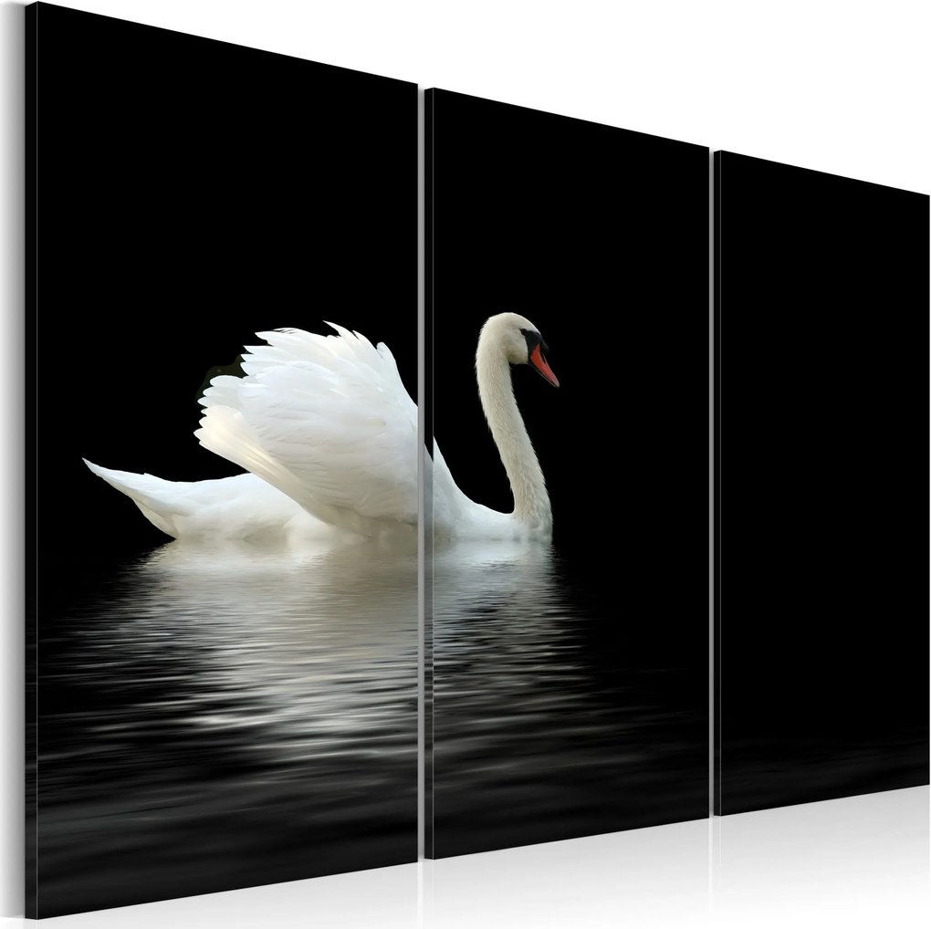 Obraz - A lonely white swan 60x40