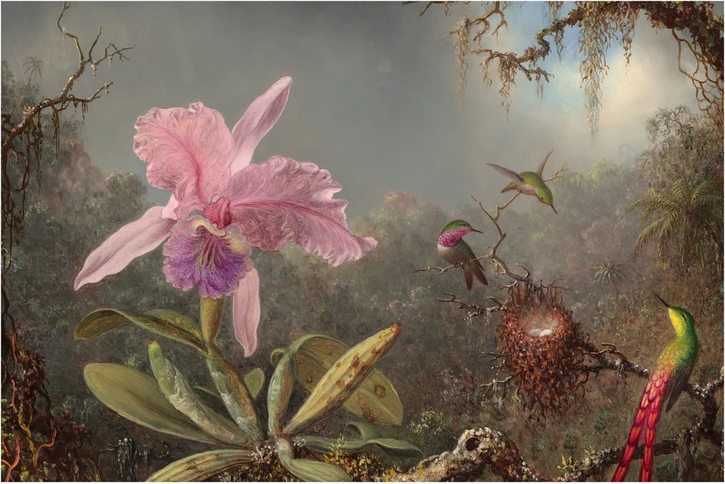 Obraz - Martin Johnson Heade, Cattleya Orchid and Three Hummingbirds, reprodukcia (90x60 cm)