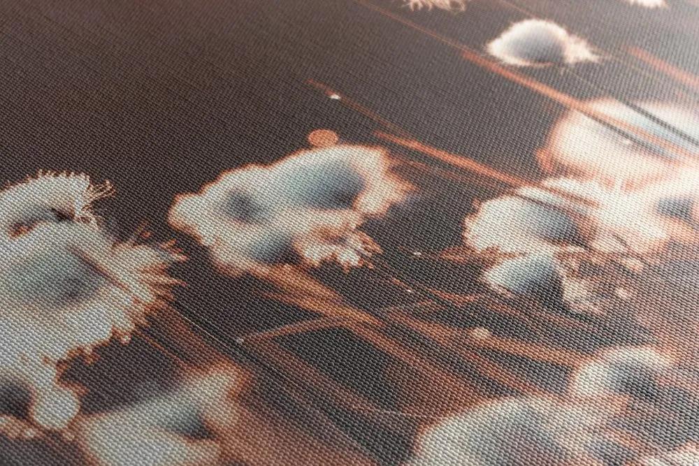 Obraz rastliny bavlny