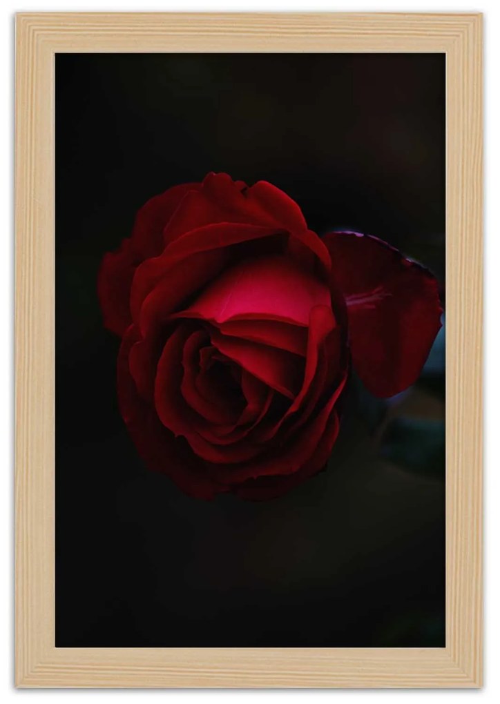 Gario Plagát Červená ruža v noci Farba rámu: Bez rámu, Rozmery: 60 x 90 cm