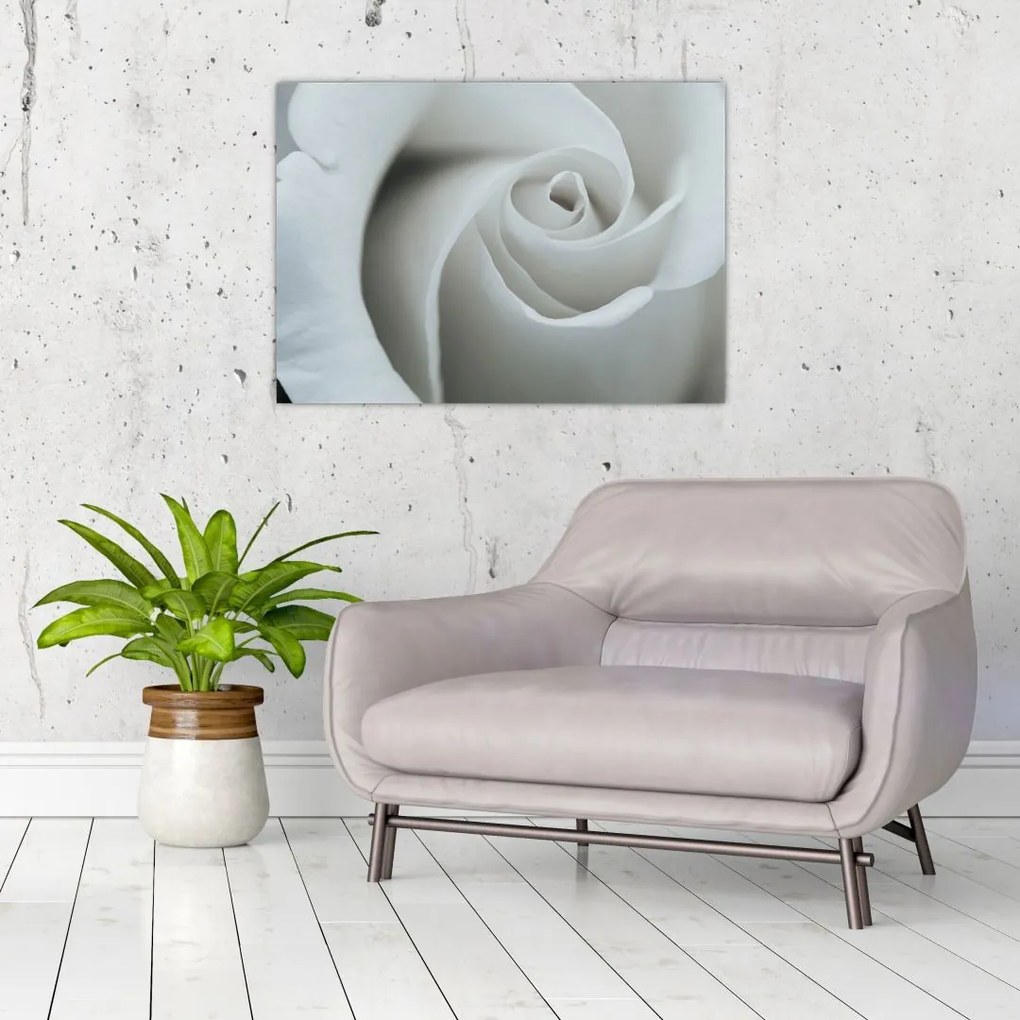 Sklenený obraz - Biela ruža (70x50 cm)