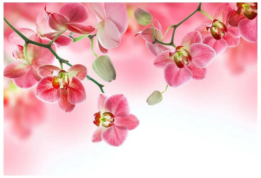 Fototapeta Vliesová Tropické orchidey 312x219 cm