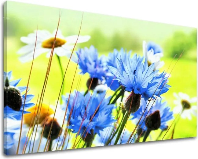 Obraz na stenu KVETY XOBKV125E11 - 80x120 cm