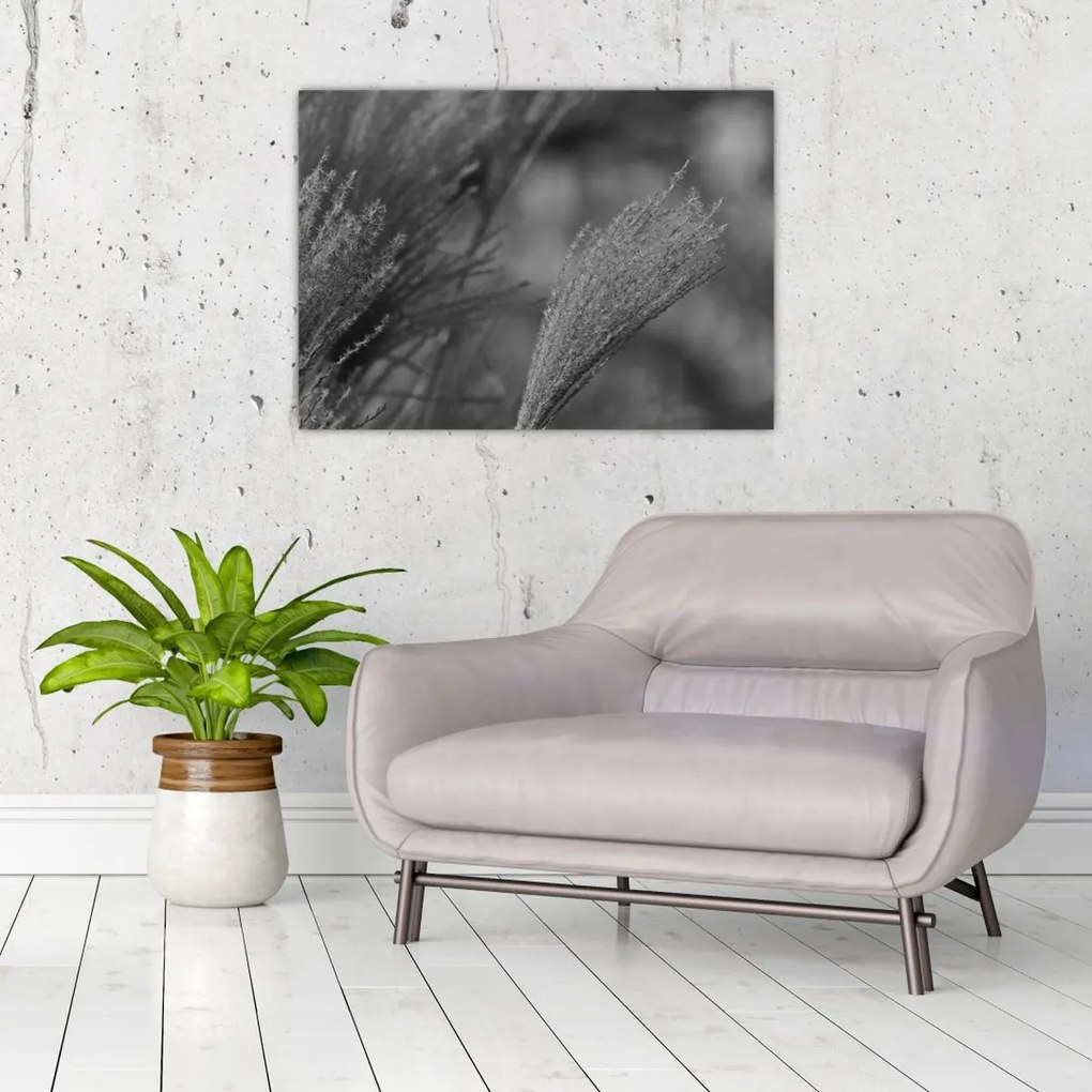 Obraz - Sušená pampová tráva (70x50 cm)