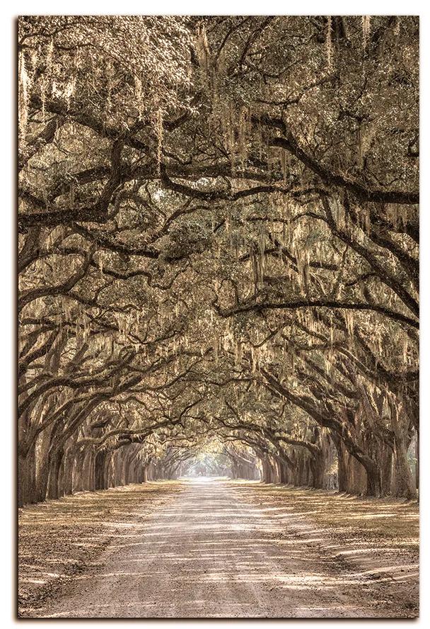 Obraz na plátne - Historické dubové stromy lemované poľnou cestou - obdĺžnik 7239FA (60x40 cm)