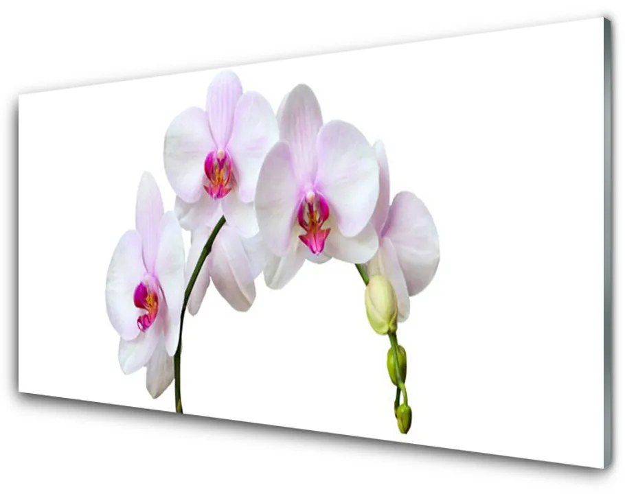 Sklenený obklad Do kuchyne Vstavač orchidea kvety 120x60 cm