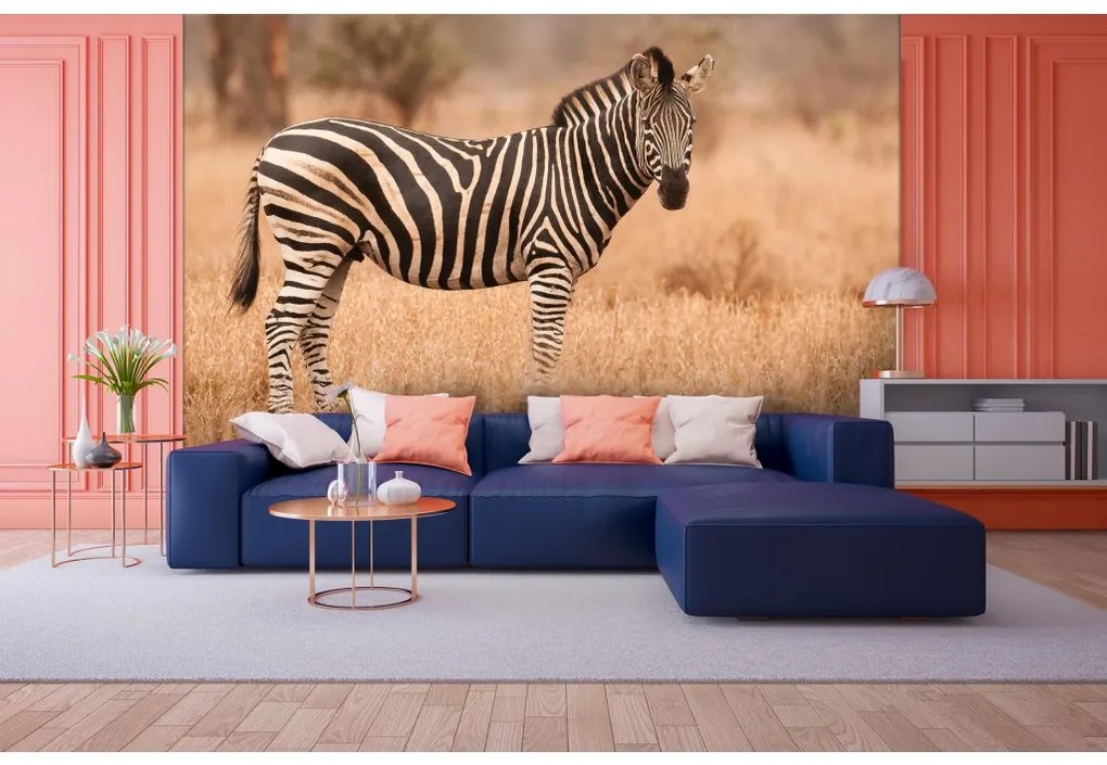 Fototapeta na stenu Zebra