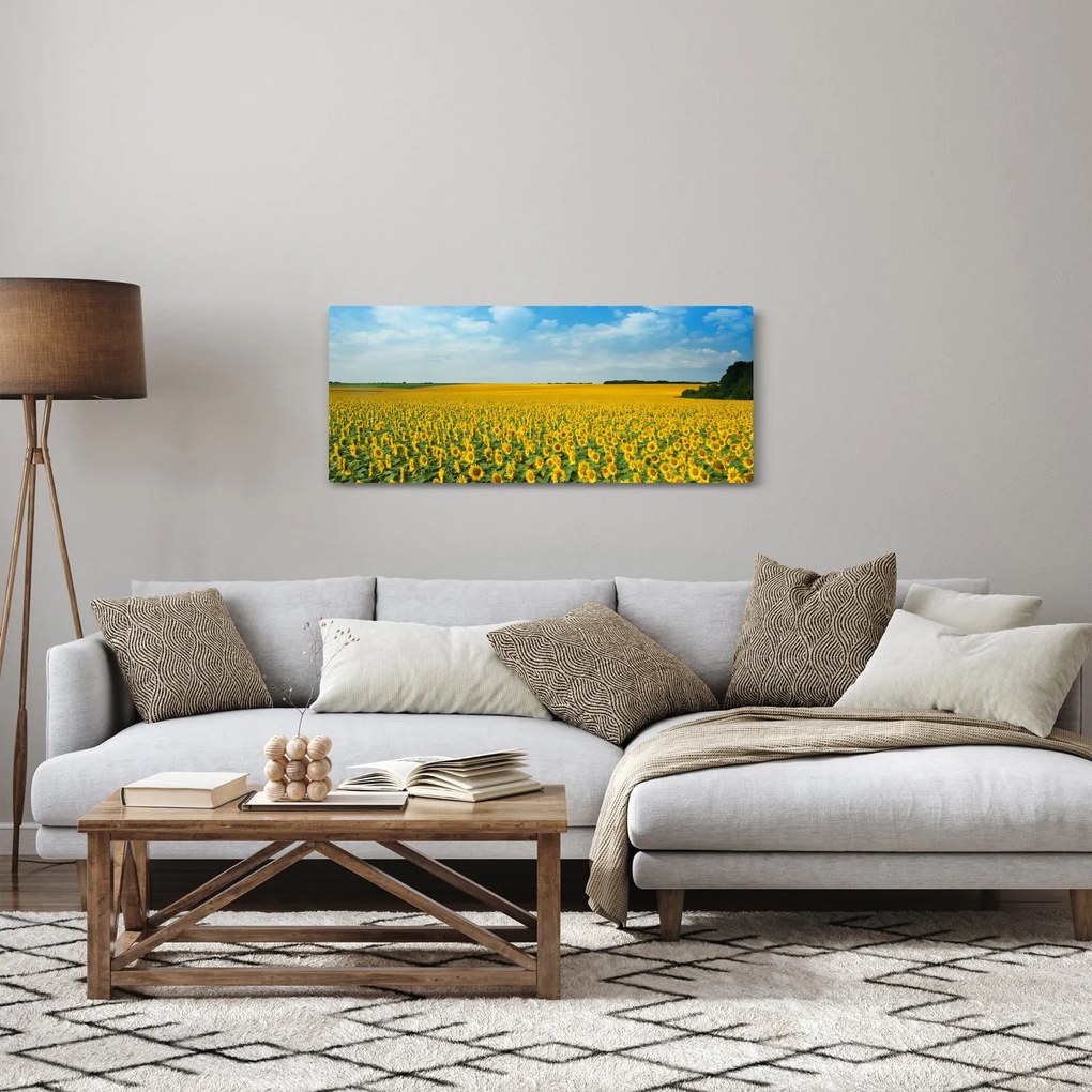 Obraz - pás slnečníc (120x50 cm)