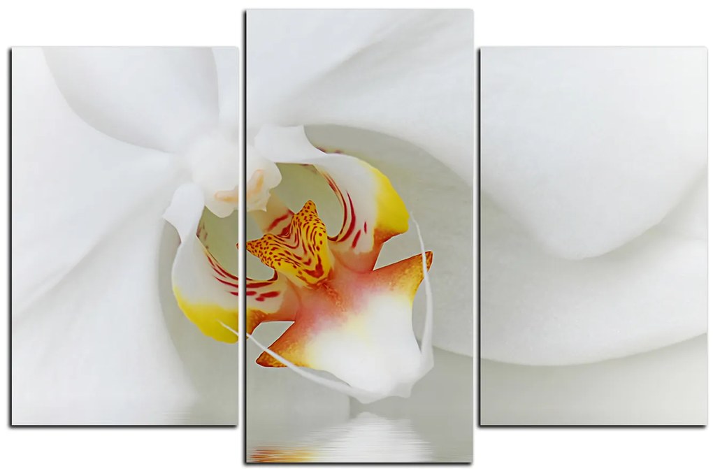 Obraz na plátne - Detailný záber bielej orchidey 1223C (105x70 cm)