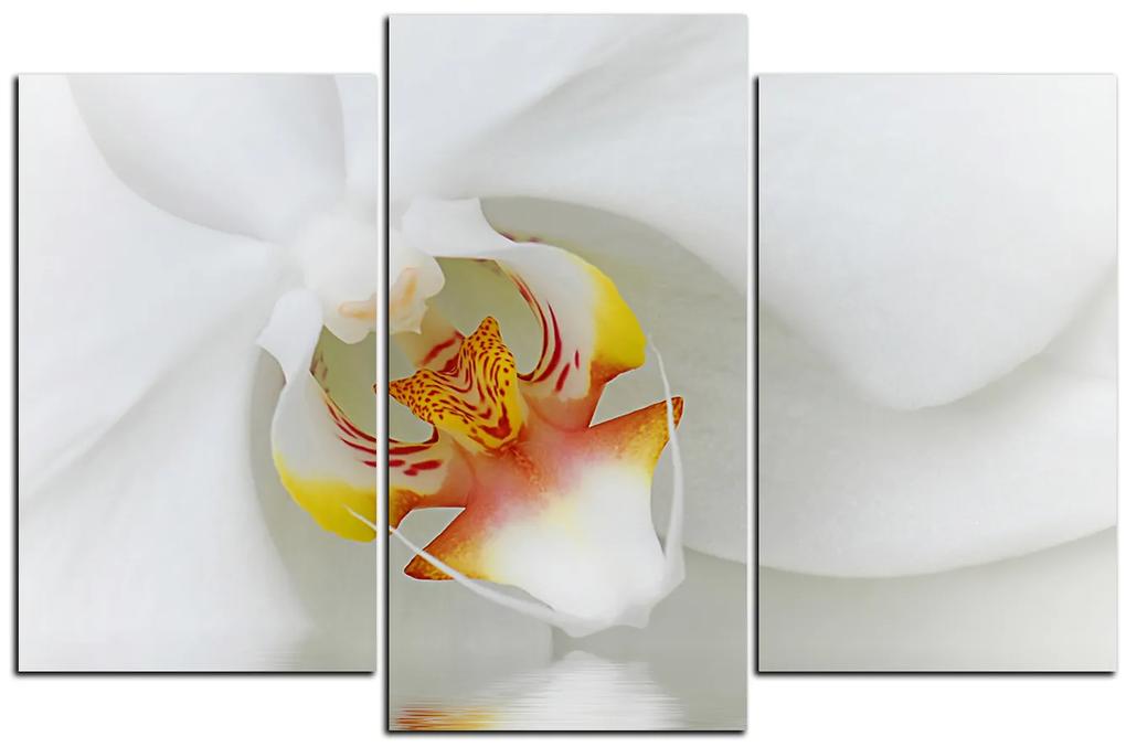 Obraz na plátne - Detailný záber bielej orchidey 1223C (150x100 cm)