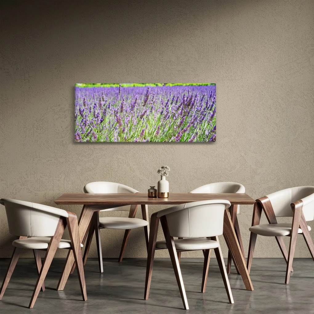 Obraz poľa s levanduľou (120x50 cm)