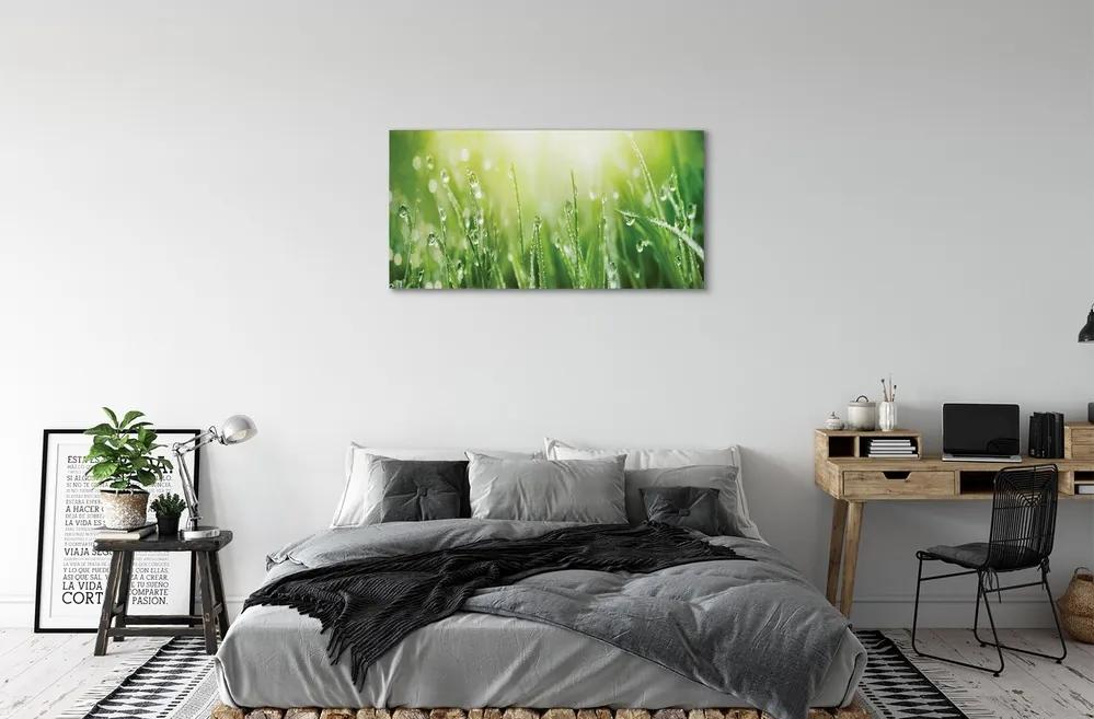 Obraz canvas Tráva slnko kvapky 100x50 cm