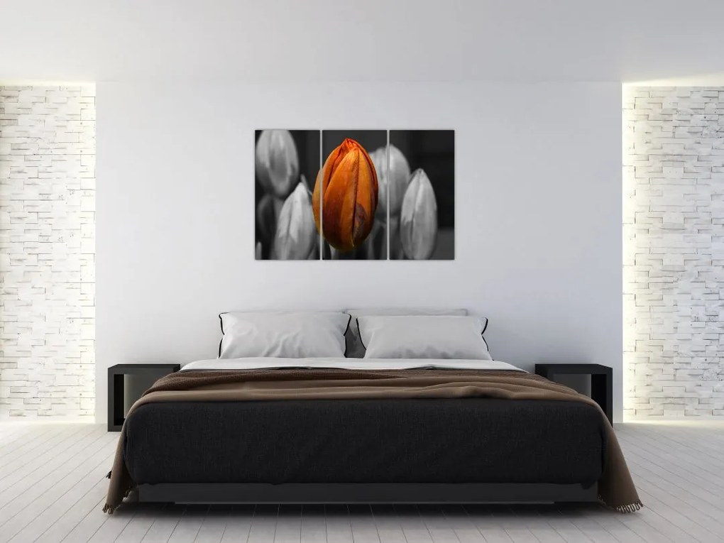 Oranžový tulipán medzi čiernobielymi - obraz