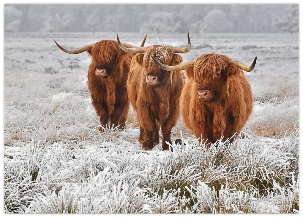Obraz - Škótske kravy (70x50 cm)