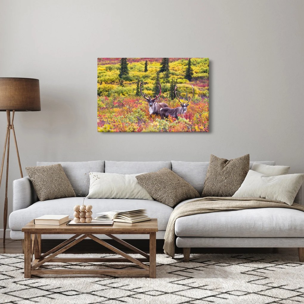 Obraz - Karibu na Aljaške (90x60 cm)