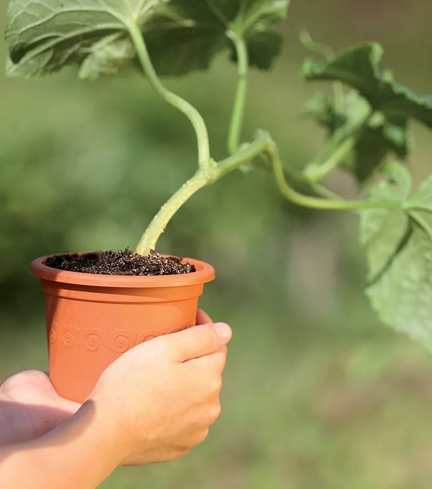 Kvetináč Plastica terakota