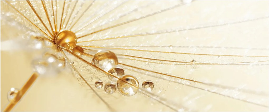 Obraz - Makro fotografie púpavy (120x50 cm)
