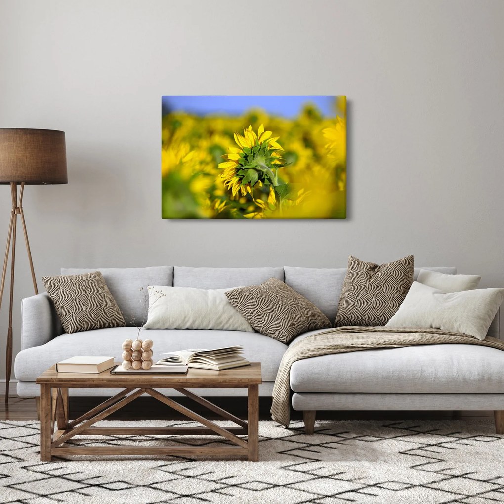 Obraz slnečnice (90x60 cm)