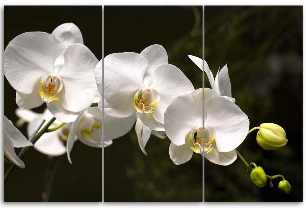 Obraz na plátně třídílný Bílá orchidej Květina - 60x40 cm
