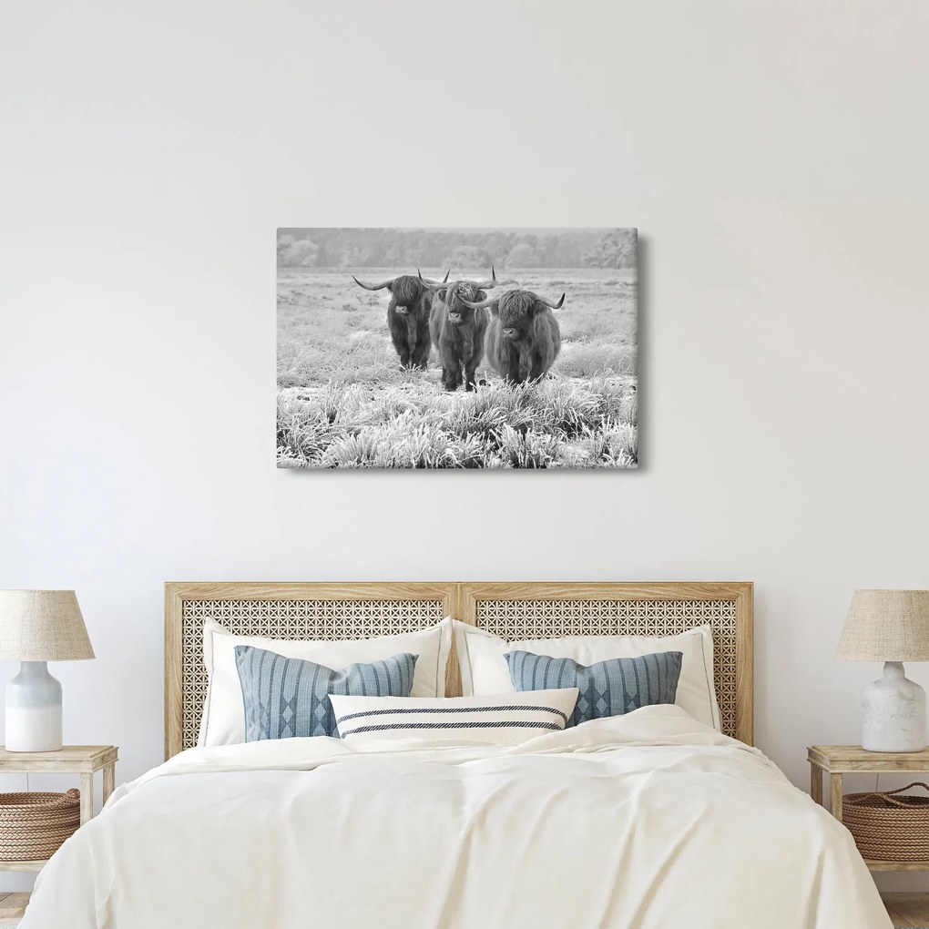 Obraz - Škótske kravy, čiernobiela (90x60 cm)