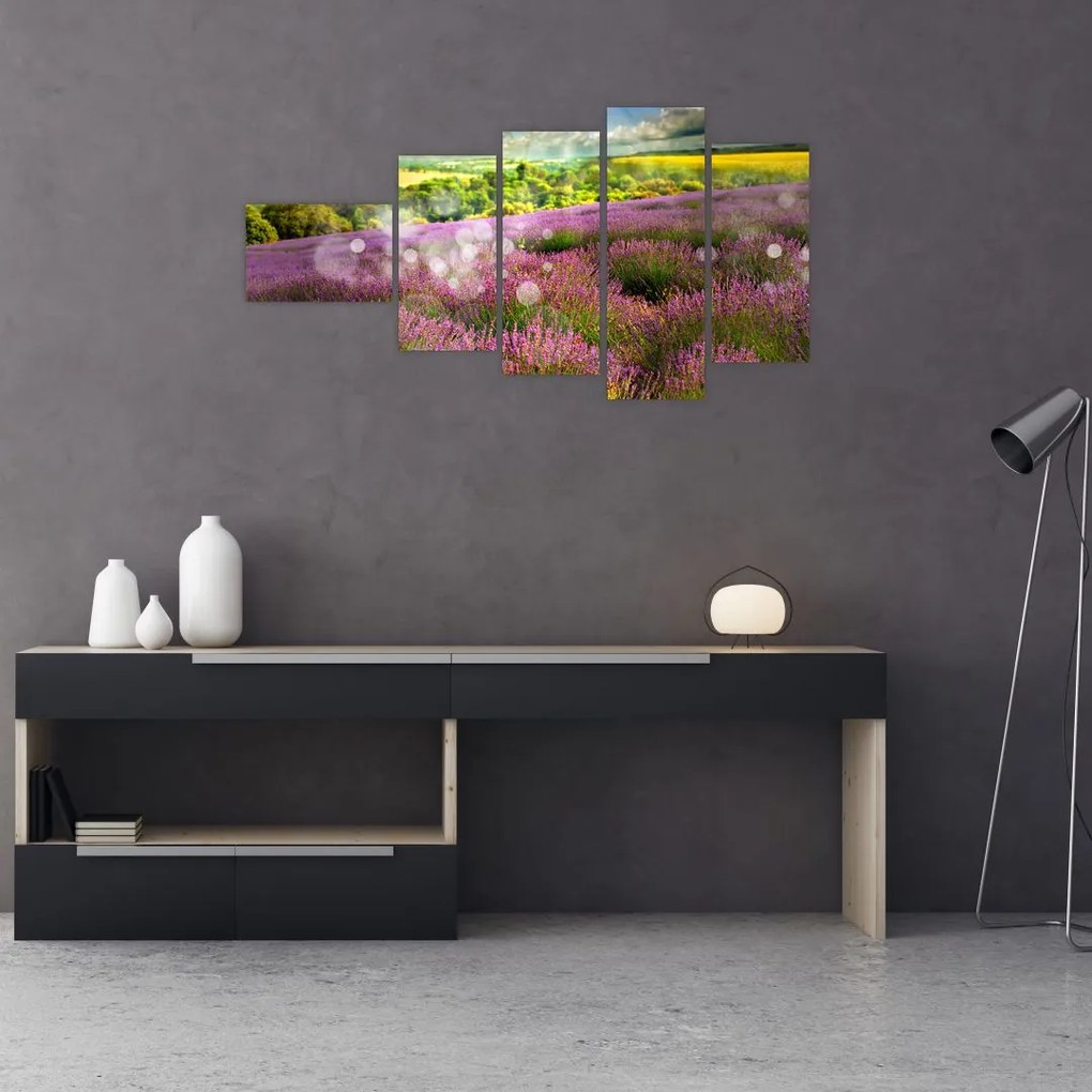 Levanduľové polia - obraz