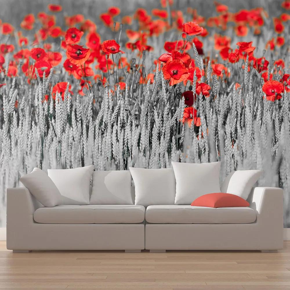Fototapeta - Red poppies on black and white background 450x270