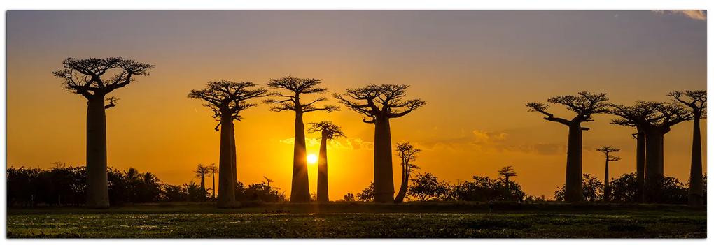 Obraz na plátne - Baobaby pri západe Slnka - panoráma 505A (120x45 cm)