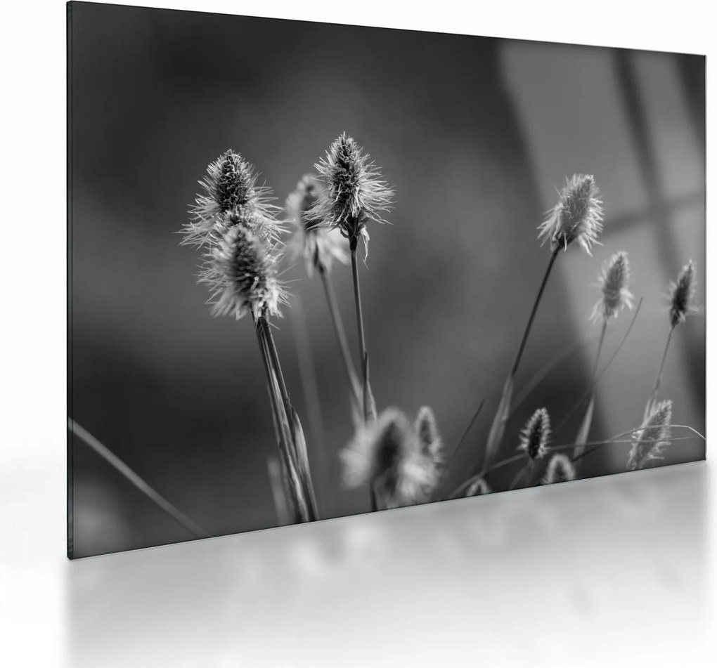Sklenený obraz - Béžová soft grass N⁰2 (70x50 cm)