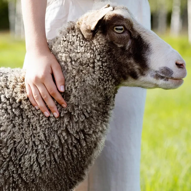 Vlnená deka Kaamos 100x150, hnedá / Finnsheep
