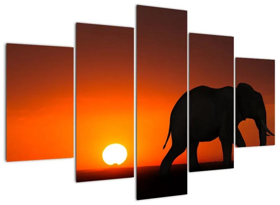 Obraz slona v zapadajúcom slnku